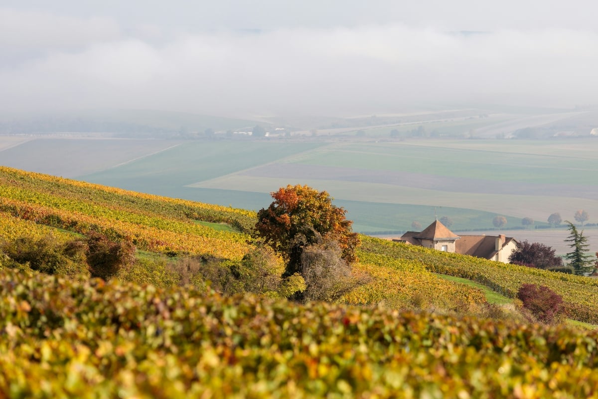 Champagne region in France