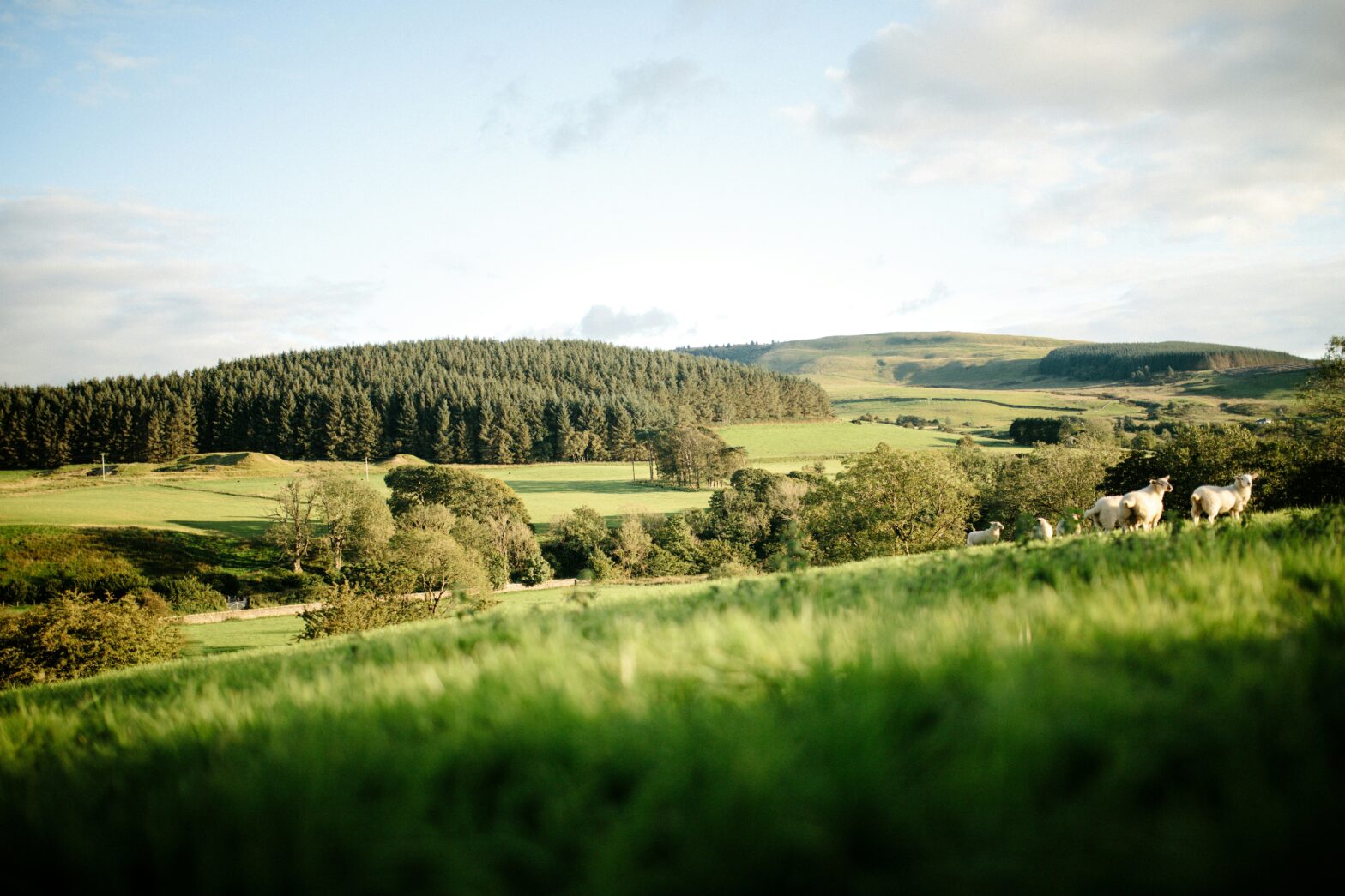 These European destinations are where the "Damsel" movie was filmed. pictured: a spacious field of England with sheep