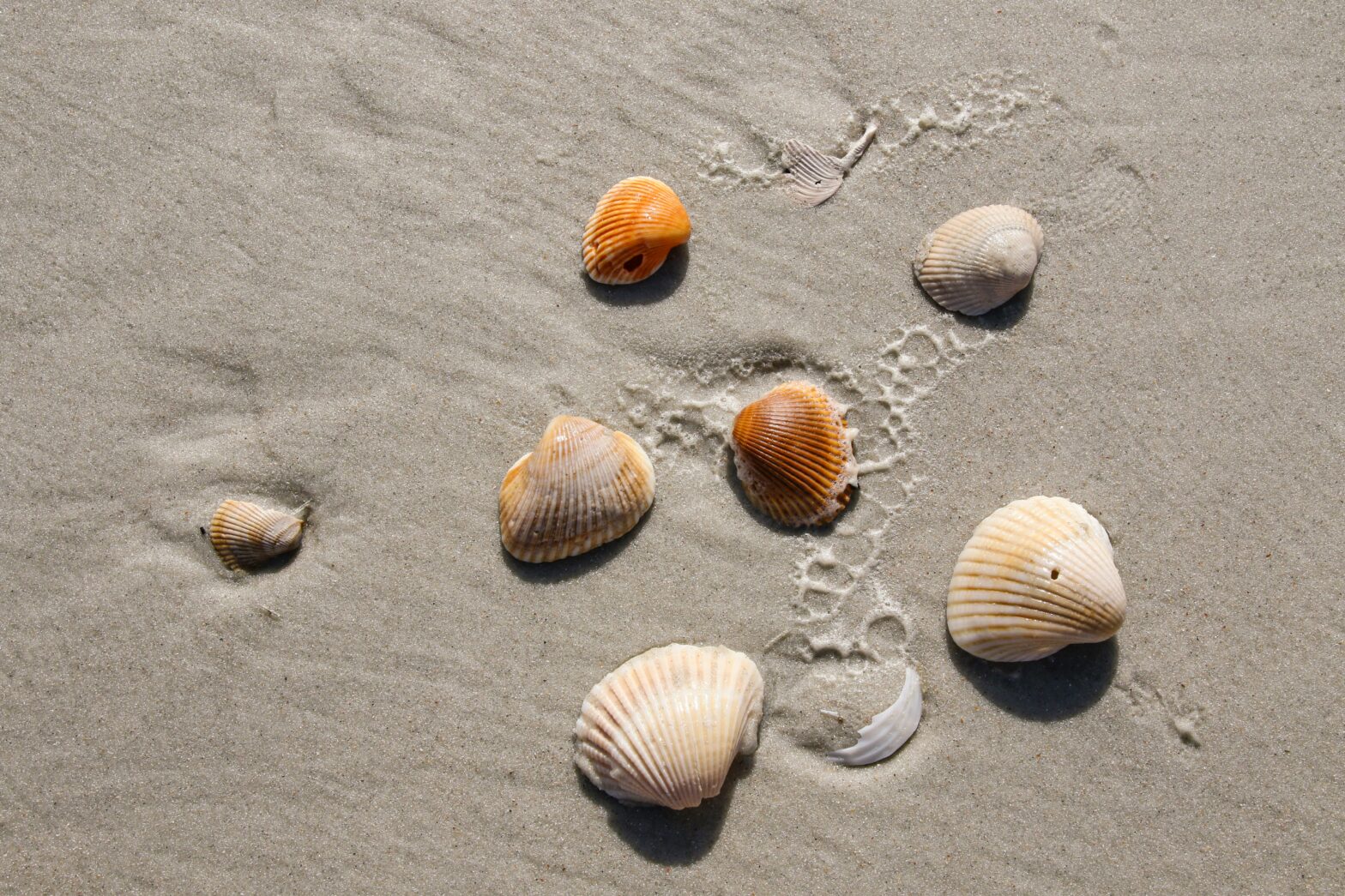 Seashells washed up on the sand