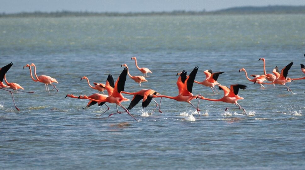flamingos flying over water on Great Inagua, Bahamas
