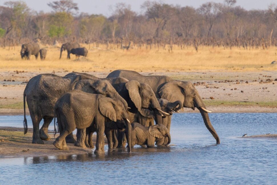 elephant herd drinking from pool of water in Hwange National Park