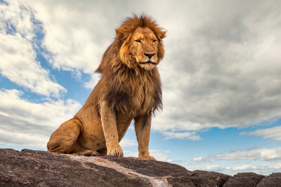 lion perched on a rock in Kidepo National Park