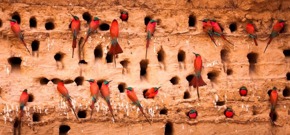 Southern carmine bee-eaters, South Luangwa National Park