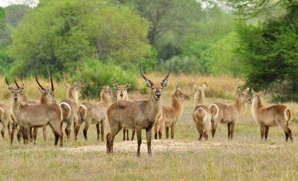 Waterbuck in Gorongosa, Mozambique