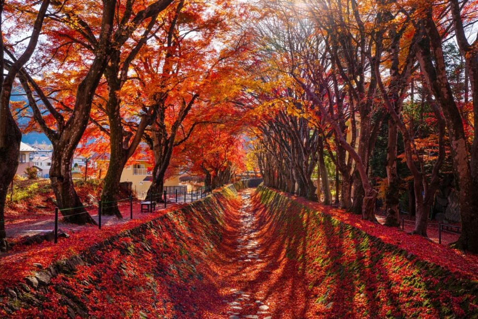 scenic road with autumn forest red maple leaf trees lining the path
