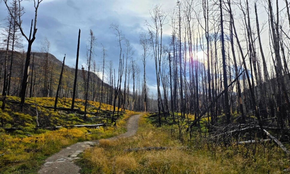 hiking trail in Jasper National Park with burned trees from the 2024 wildfire