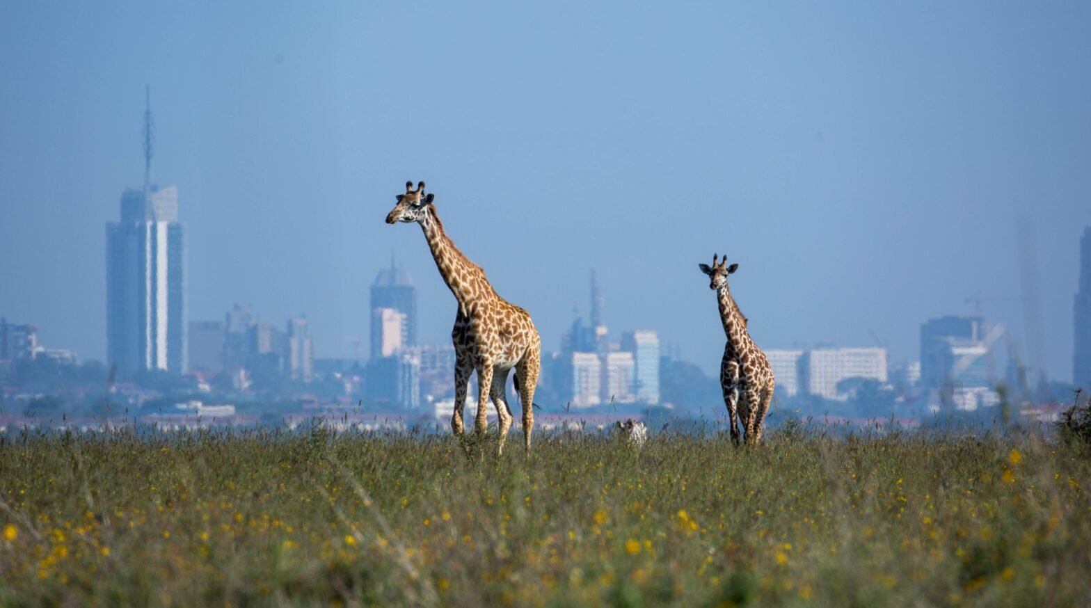 Wintering In Africa: The Safari, City, And Coast Trio For A Once-in-a-Lifetime Itinerary Wintering In Africa: The Safari, City, And Coast Trio For A Once-in-a-Lifetime Itinerary