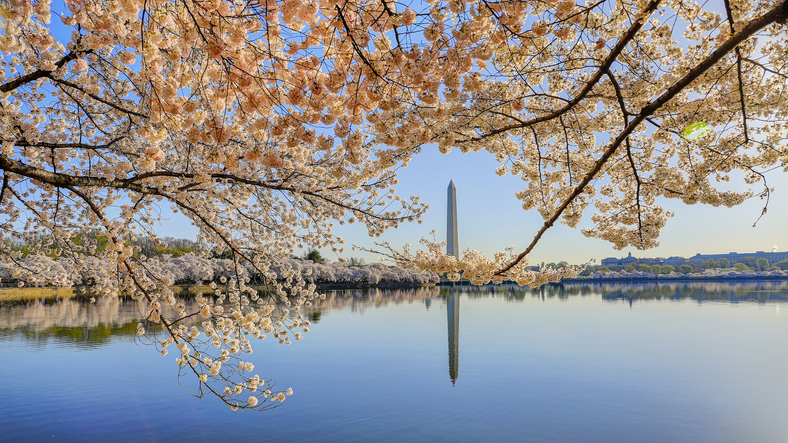 where was officer and a gentleman filmed Pictured: Cherry Blossoms with Washington Monument reflected in Tidal Basin, Washington DC