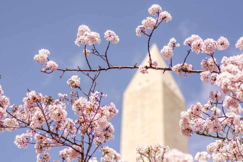 cherry blossoms in Washington DC