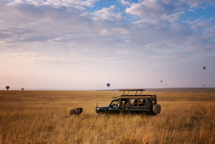 Vegan Safari: A New Trend For Animal-loving Travelers