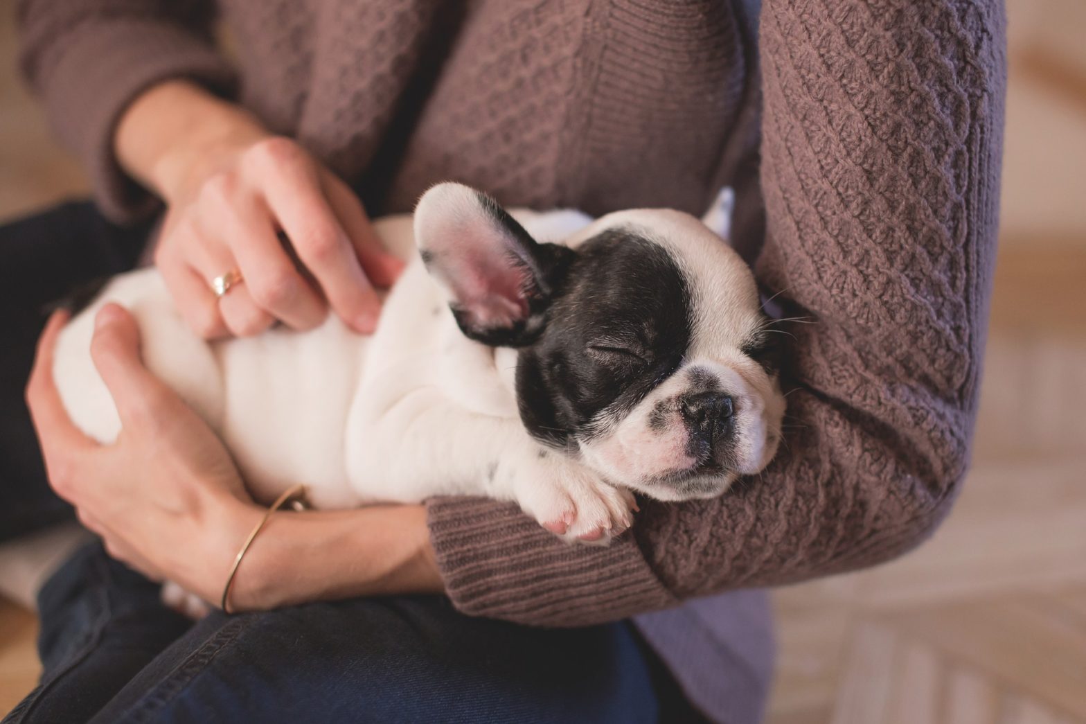 Top Pet Carriers For Traveling With Your Furry Friend