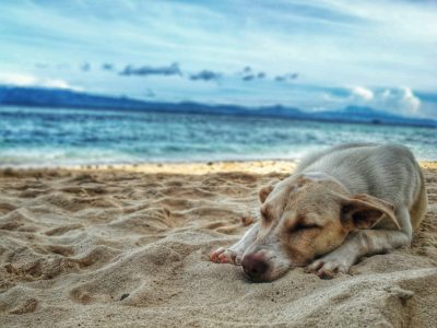 Traveling with pets