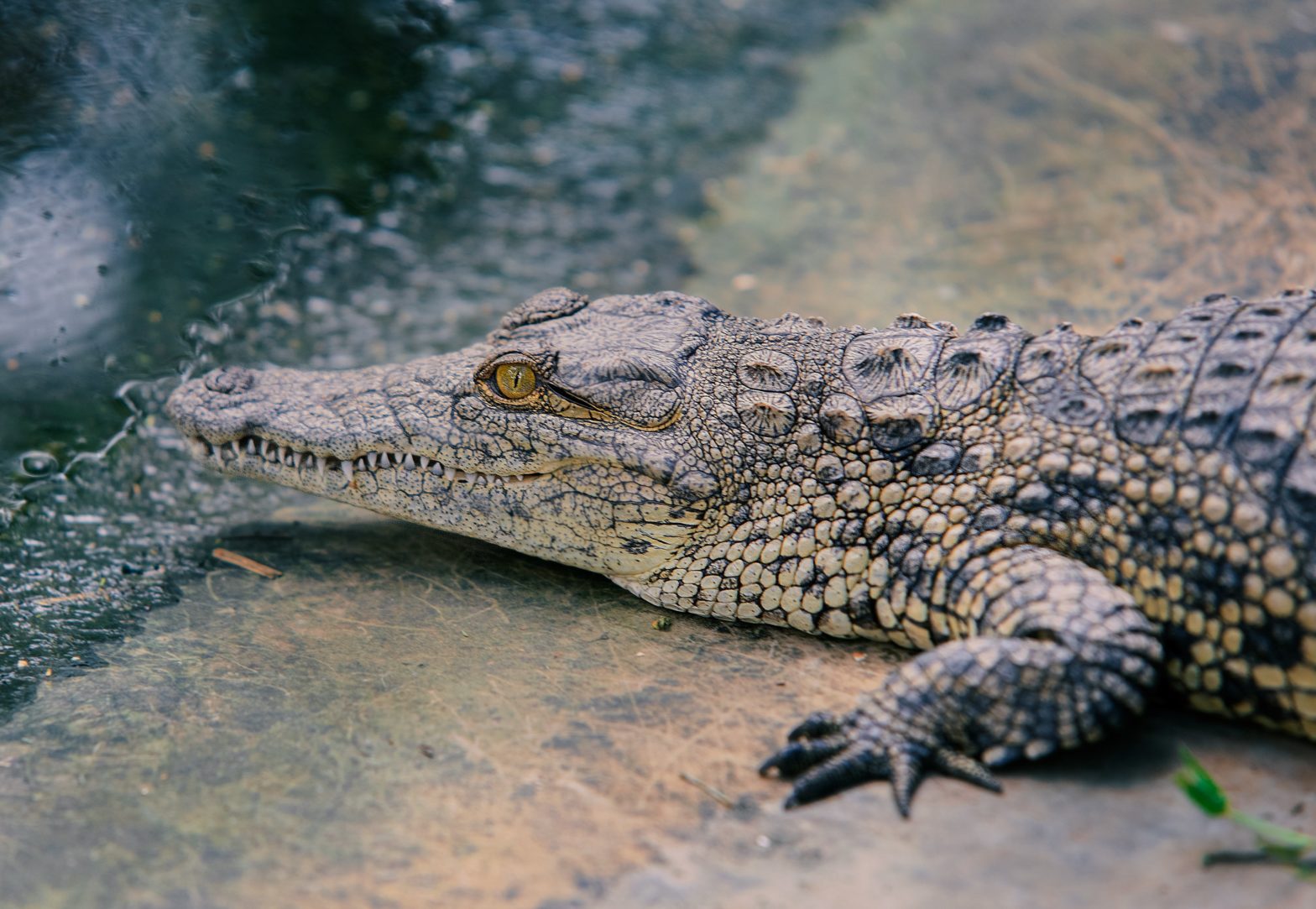 American tourists attacked by crocodile