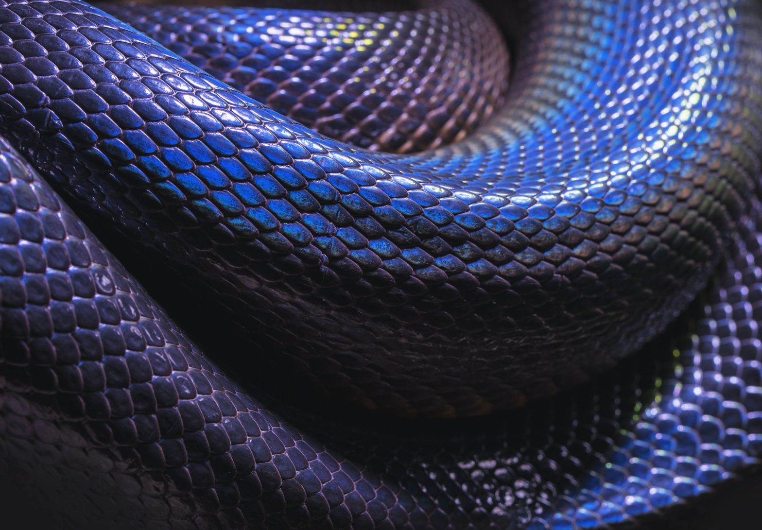 Snake Found Aboard United Flight At Newark Airport 