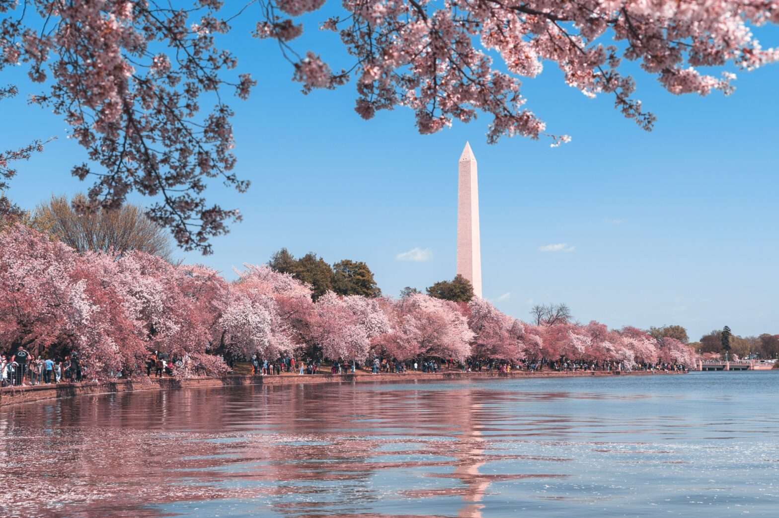 cherry blossoms around Babcock lake at hte Washington Monument in Washington, D.C. DMV