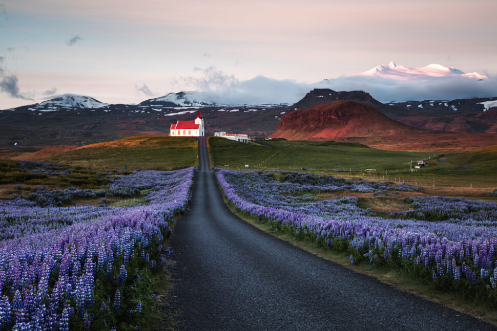 best places to visit in december pictured: Lupin fields and church at sunrise, Snaefellsnes peninsula, Iceland