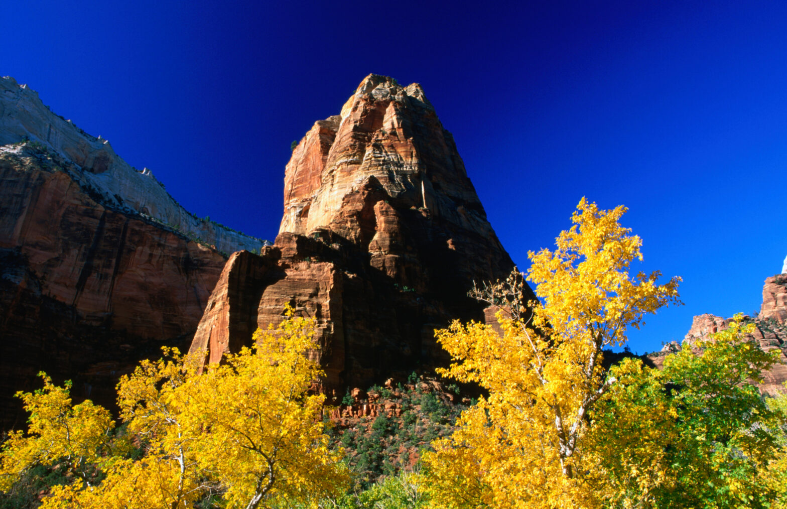 Angels' Landing towering above cottonwood trees in autumn.