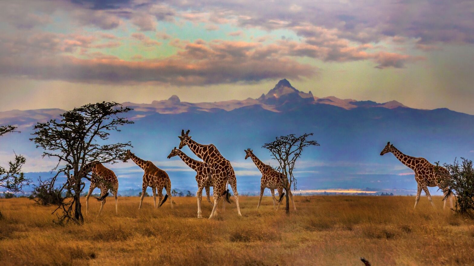 Africa Safari Trip: A Comprehensive Guide To Crafting Unforgettable Memories