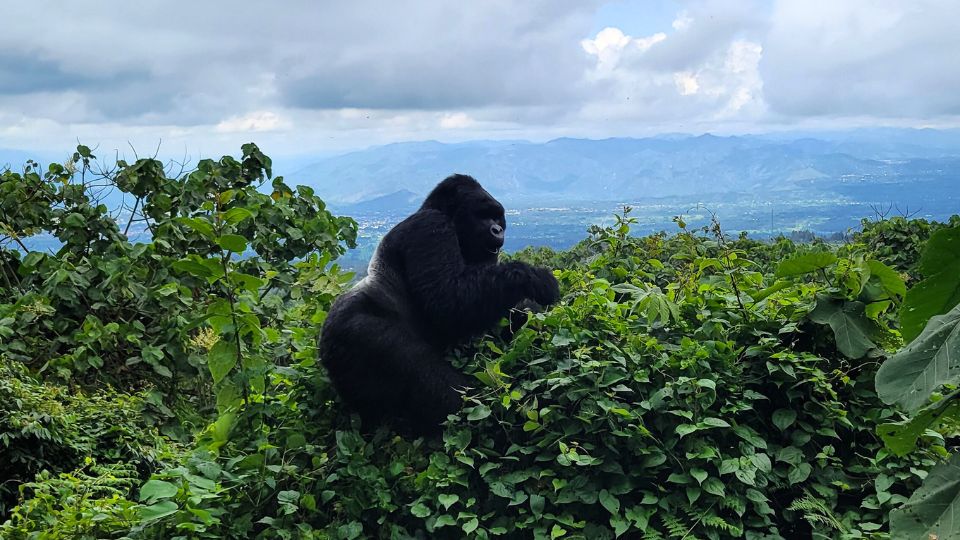 gorilla trekking in Rwanda