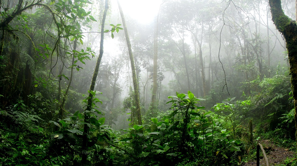 Rainforest with fog