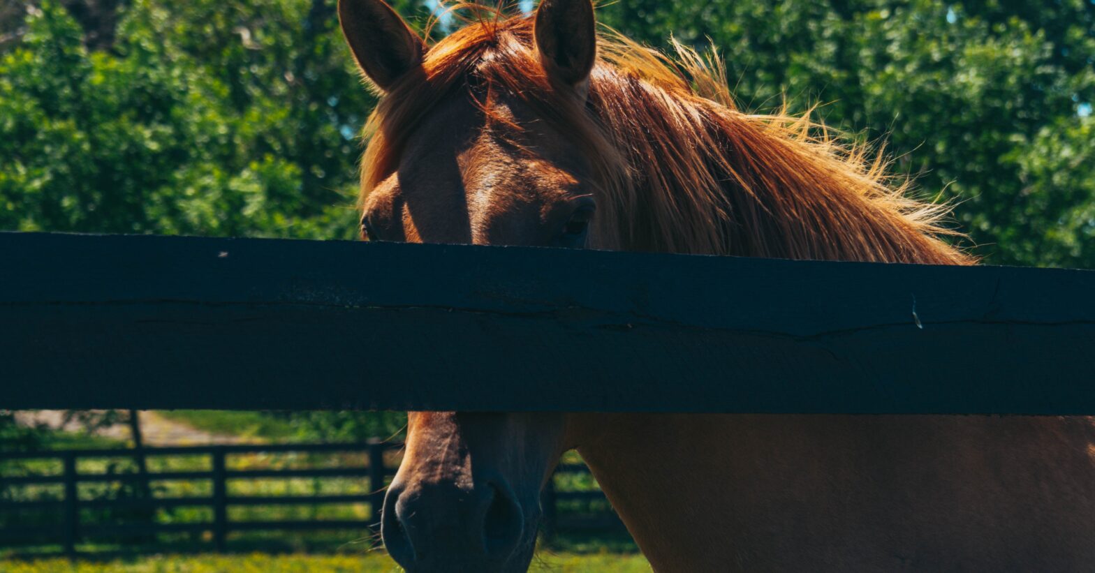 a close-up of a horse