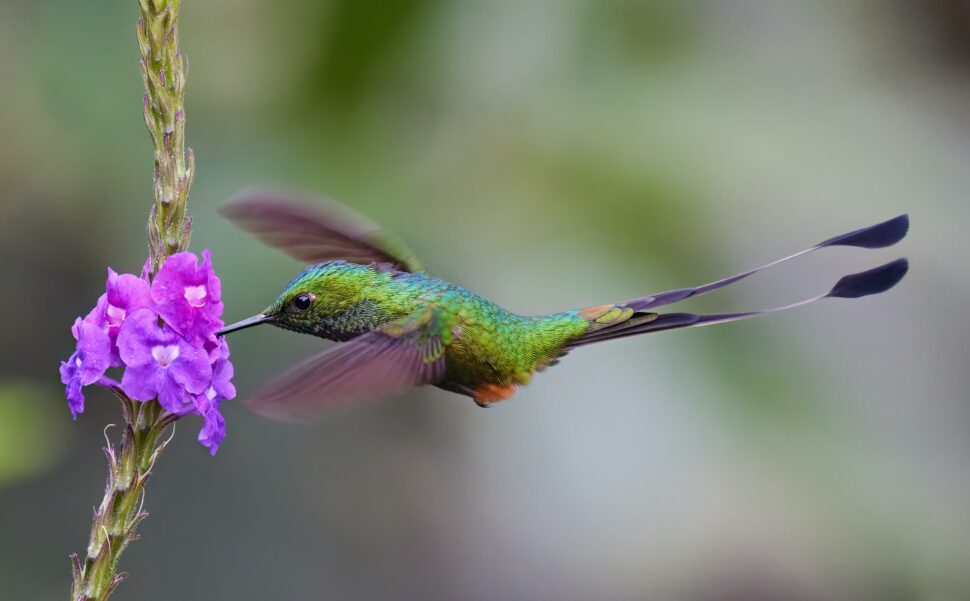 swallowtail bird