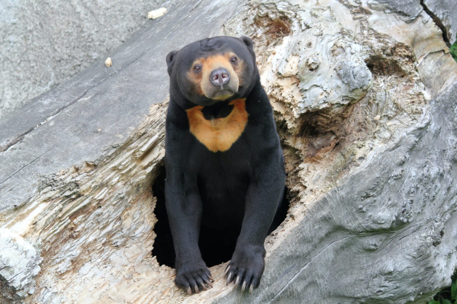 Chinese Zoo Witnesses Tourist Frenzy as Visitors Gather to Observe 'Human-Like' Bear