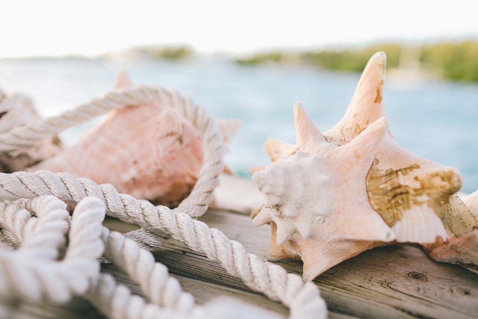 Conch Shell