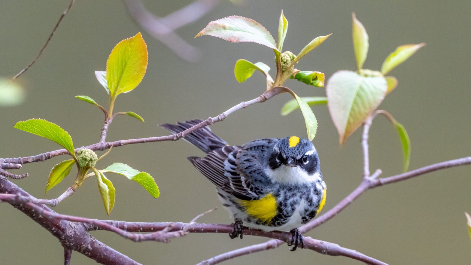 bird sitting in a tree