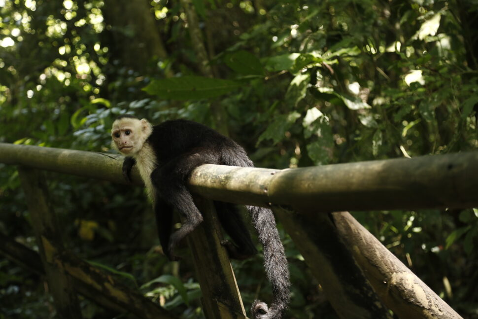 Monkey in Costa Rica