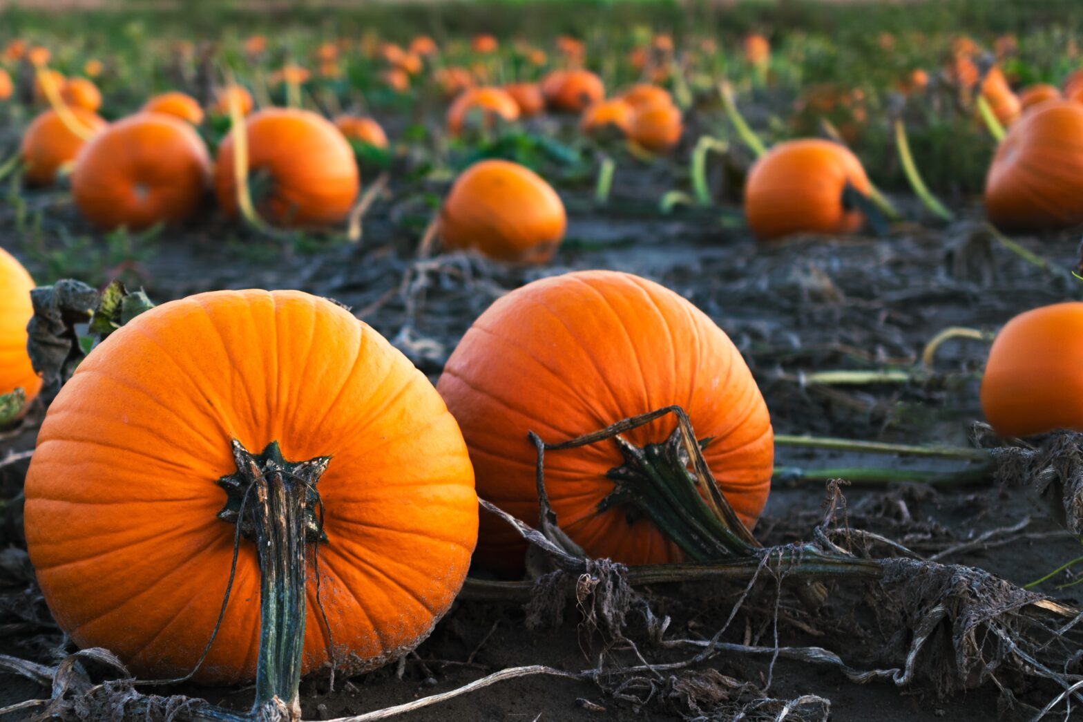 Pumpkins in Fall