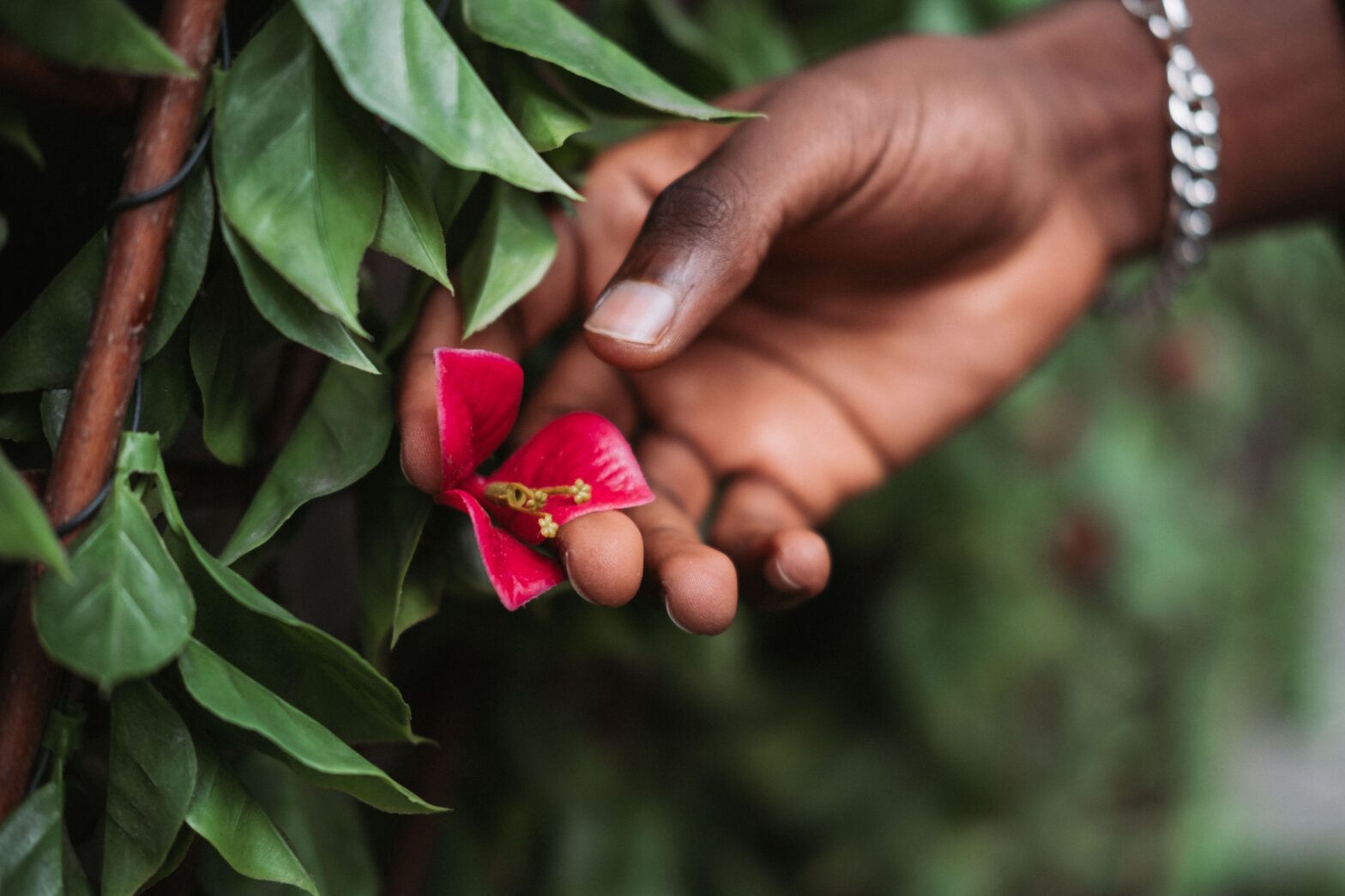 woman taking flower in nature