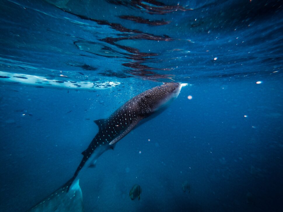 whale shark in La Paz