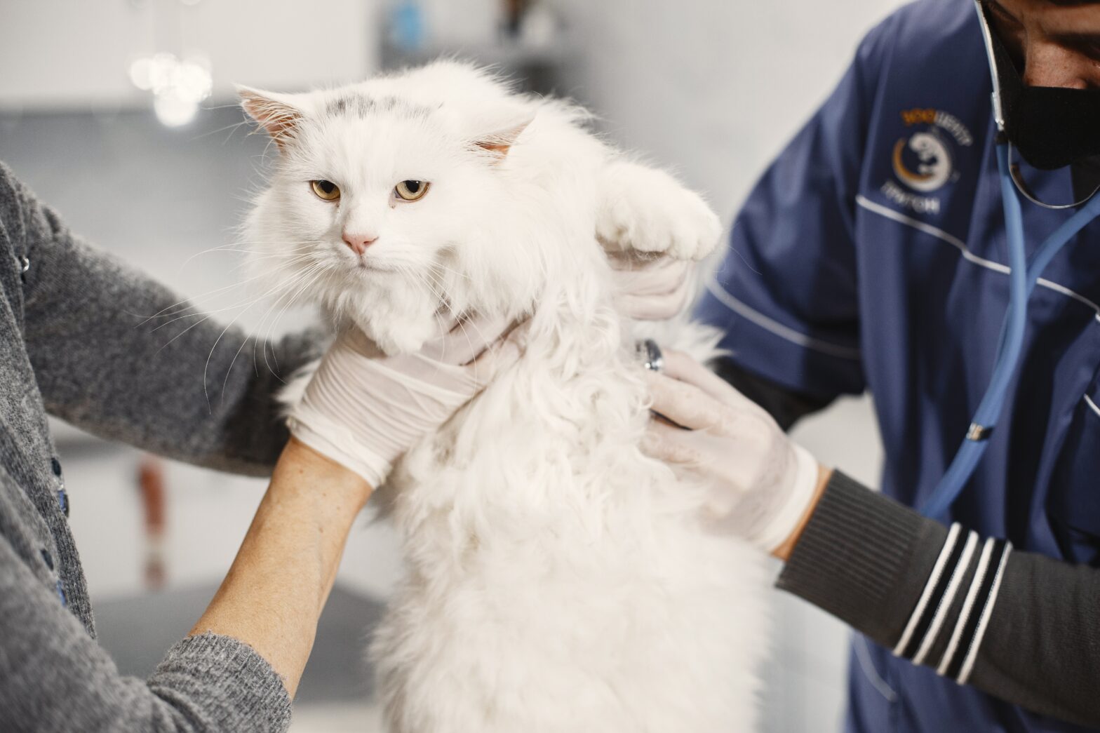 How To Take Two Cats On A Plane For Your Next Adventure