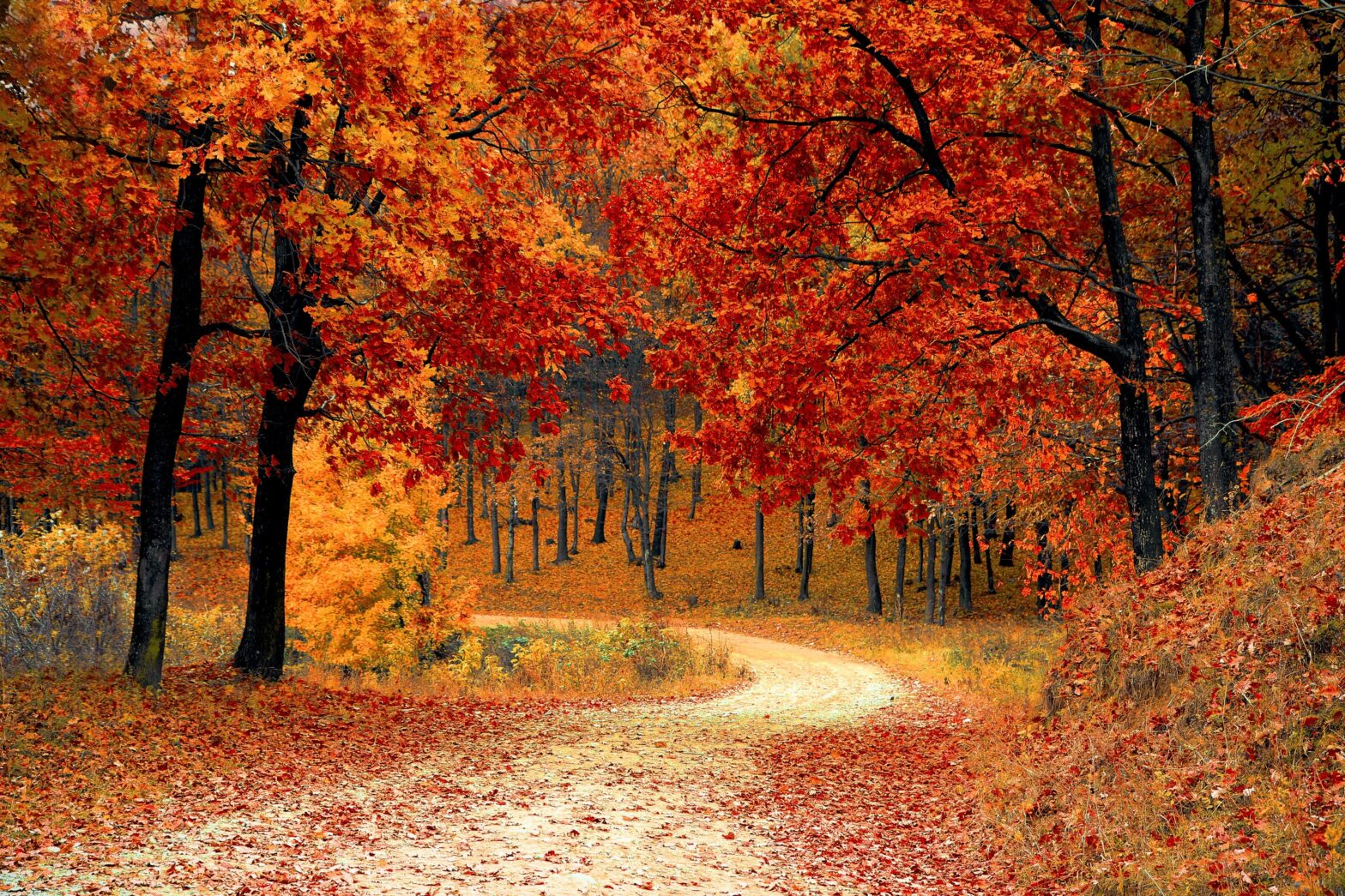 forest during the fall foliage season