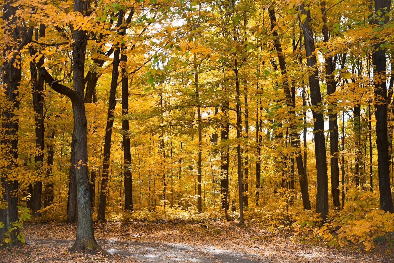 Wichita, Kansas has the perfect backdrop and community events for an autumn kickoff. Here are the best things to do in Wichita. Pictured: Wichita trees during autumn.