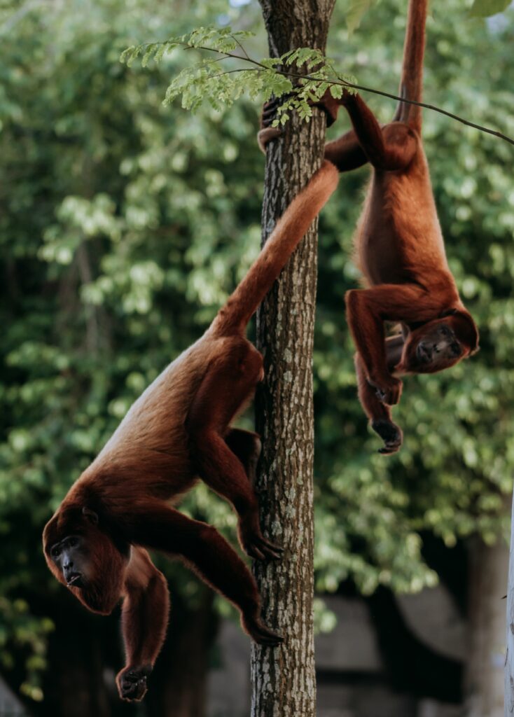 The howler monkey is among the many different animals travelers can see if they take a nature excersion in Belize. 