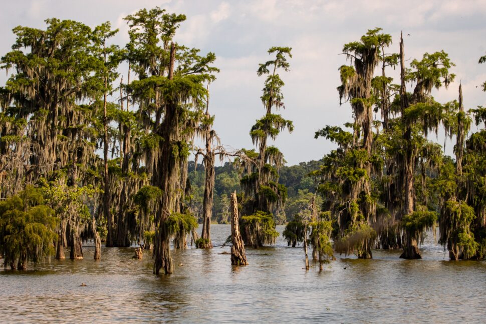 The bayou is one of the most serene places families can visit together in New Orleans. Other areas offer more exhilarating environments that are not favorable for children. Learn more about the safety level of the city for families. Pictured: The New orleans bayou 