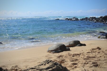 The Electric Beach's marine life is flourishing and has had help from the local plant.