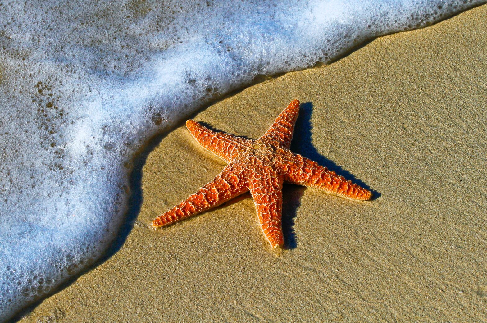 Starfish on shore near water