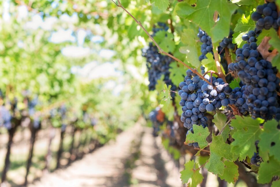 grapes in a vineyard