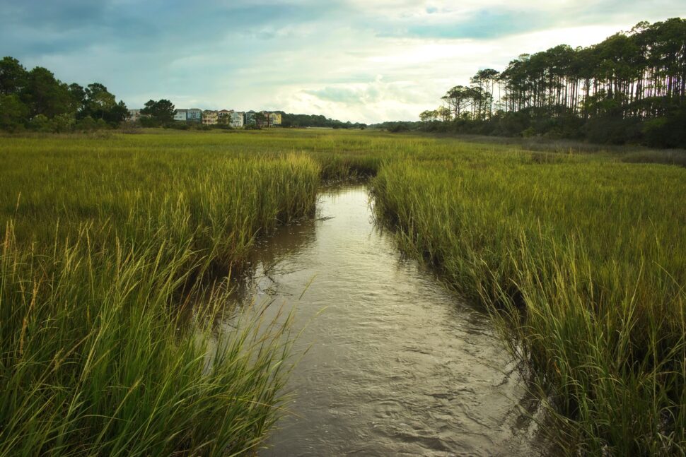 swamp in low country South Carolina