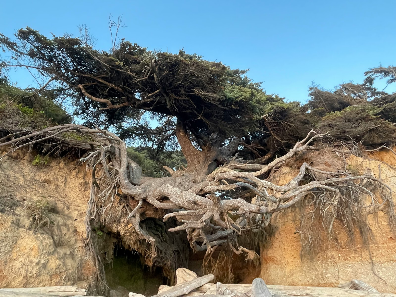 The tree of life in Forks, Washington is a spectacle to see. It is a unique sight with a complex history. Pictured: the tree of life in Washington which hovers over an empty canyon which is connected by the roots of the tree