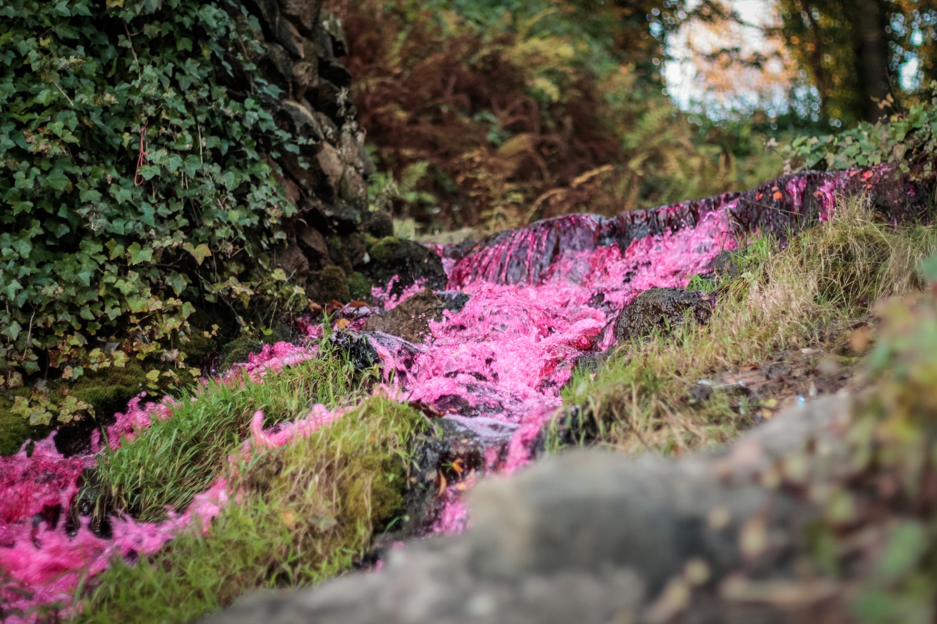 Close up of Caño Cristales