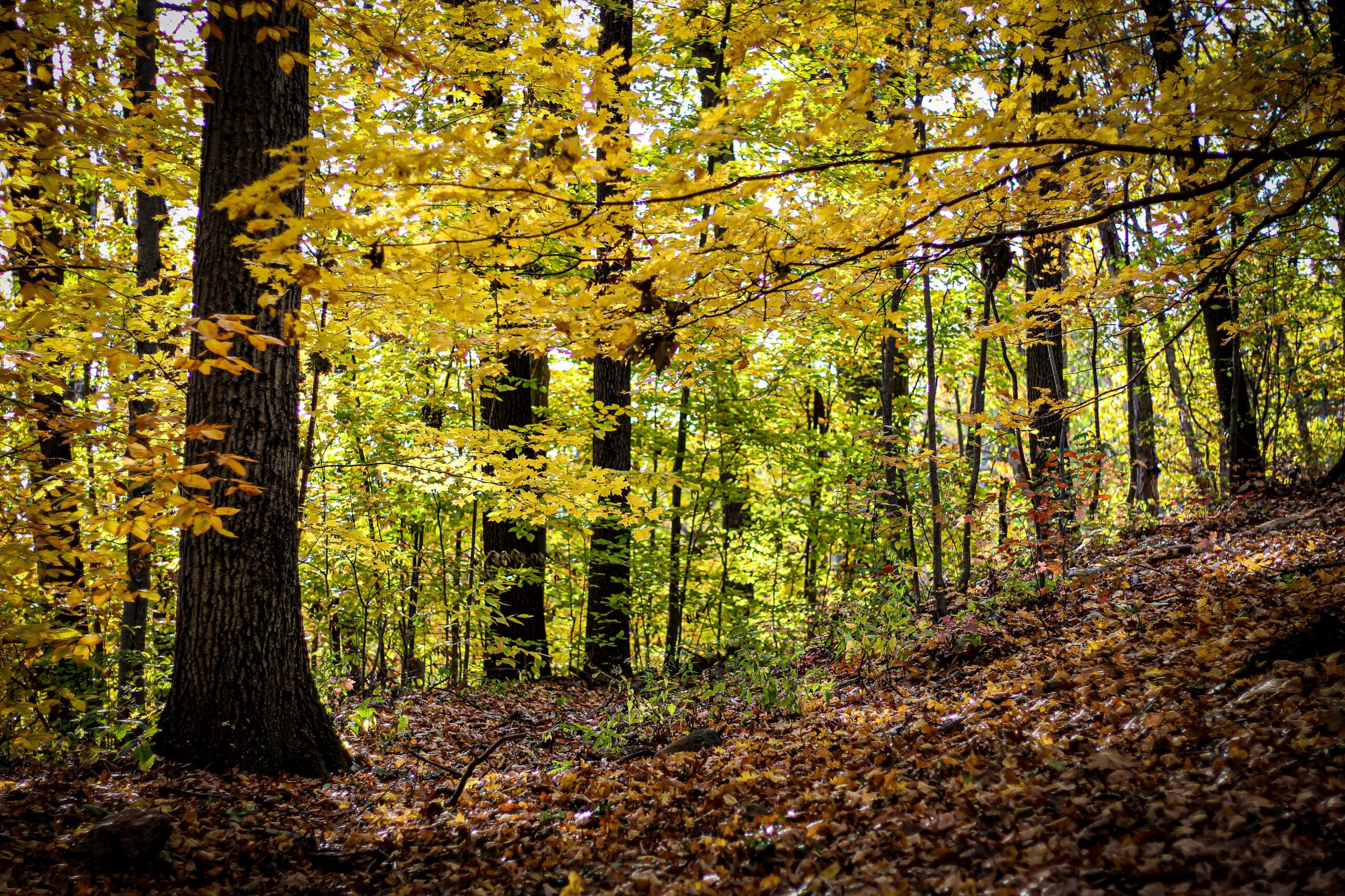 Washington, Connecticut is a humble town which helped inspire the setting of Gilmore Girls.
pictured: Warm yellow leaves on trees in a Connecticut forest during the day 