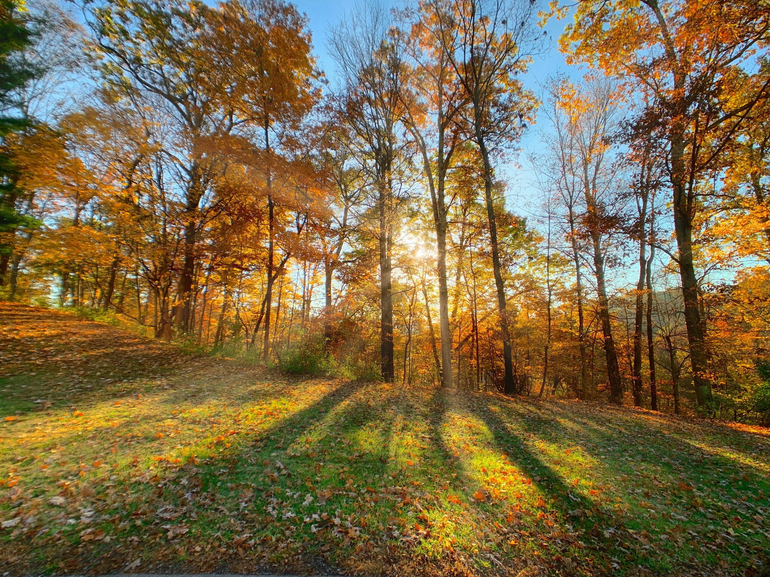 Christmas in the Woods is a themed celebration in Ohio that has plenty to do.
Pictured: the vibrant woods of Ohio 