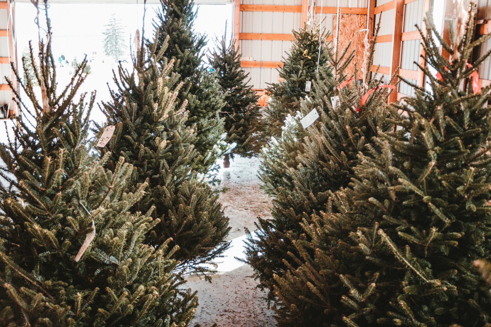 Christmas in the Woods is a festival in Ohio, which has crafts and activities. Pictured: Christmas trees stored in a barn in Ohio