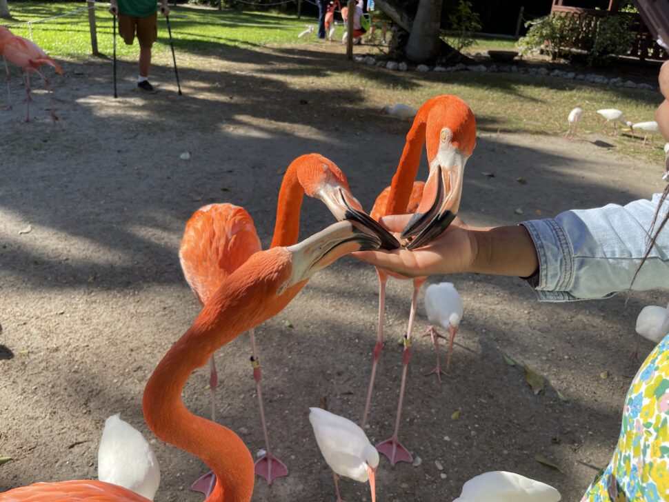 Jungle Gardens in Sarasota, Florida 