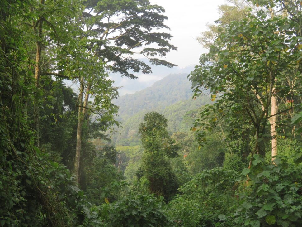 Bwindi Impenetrable National Park