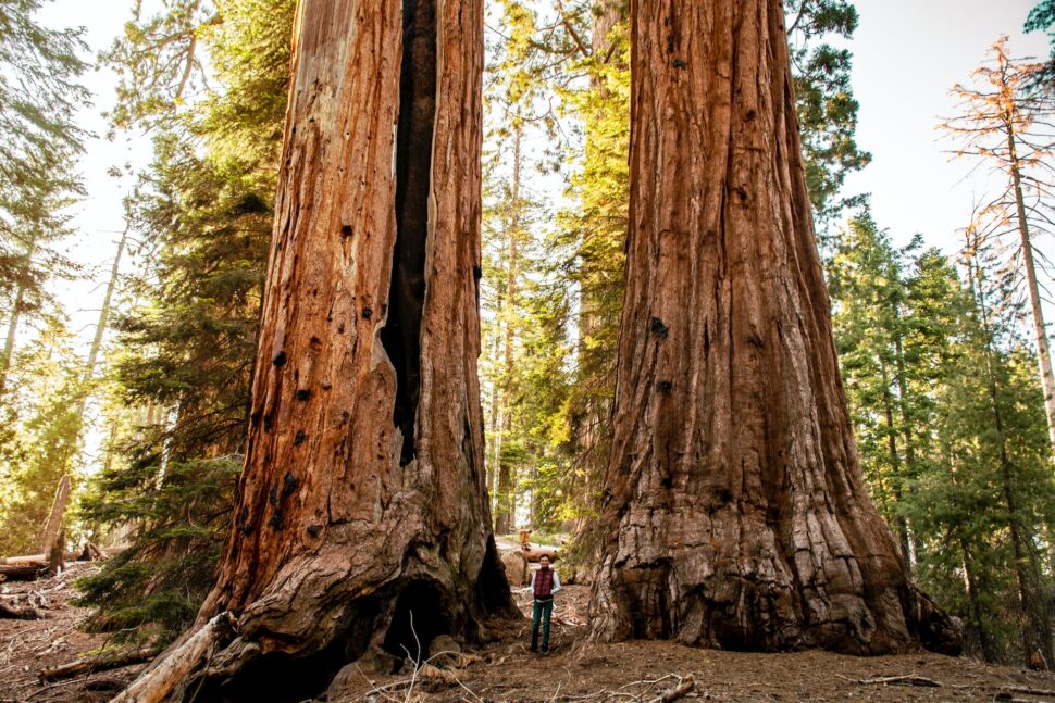 Sequoia National Forest, California, USA